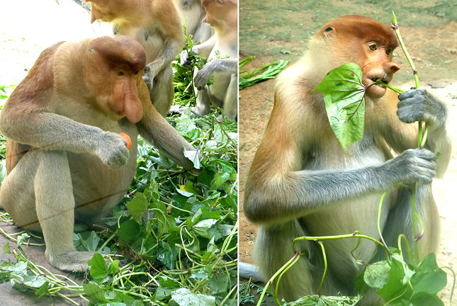 Proboscis monkey 長鼻猴